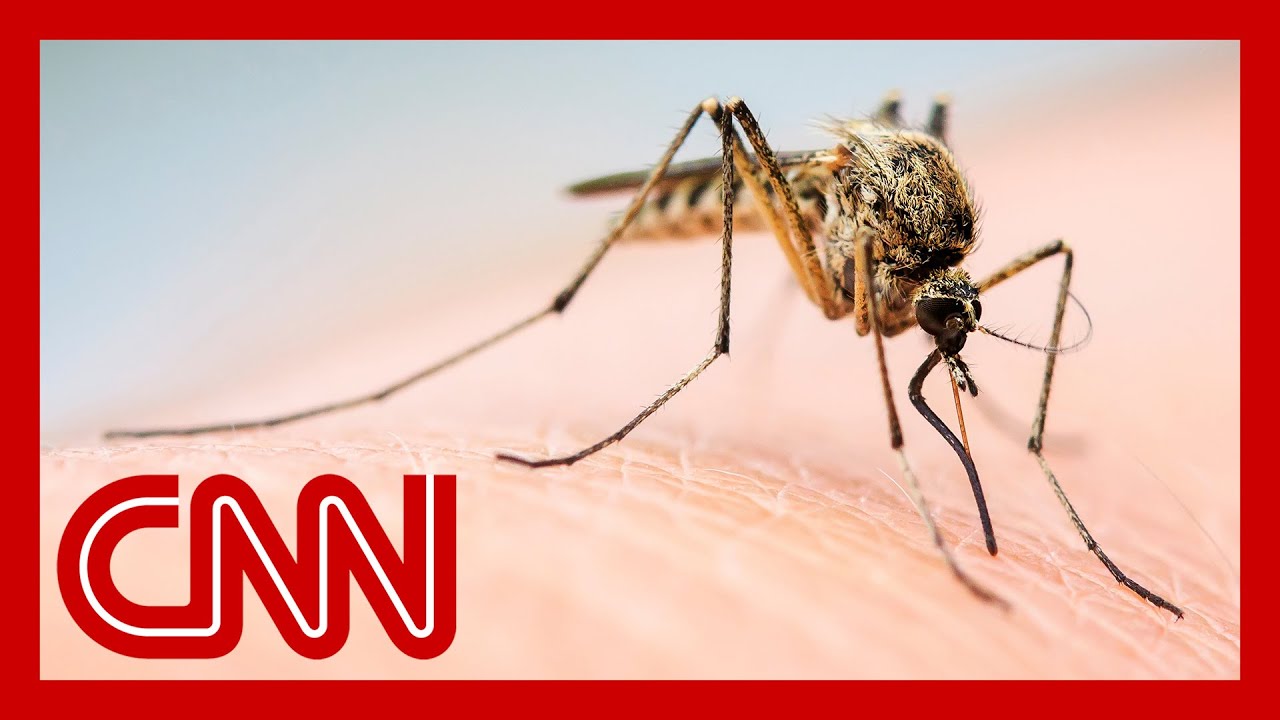 Are you a mosquito magnet? This could be why