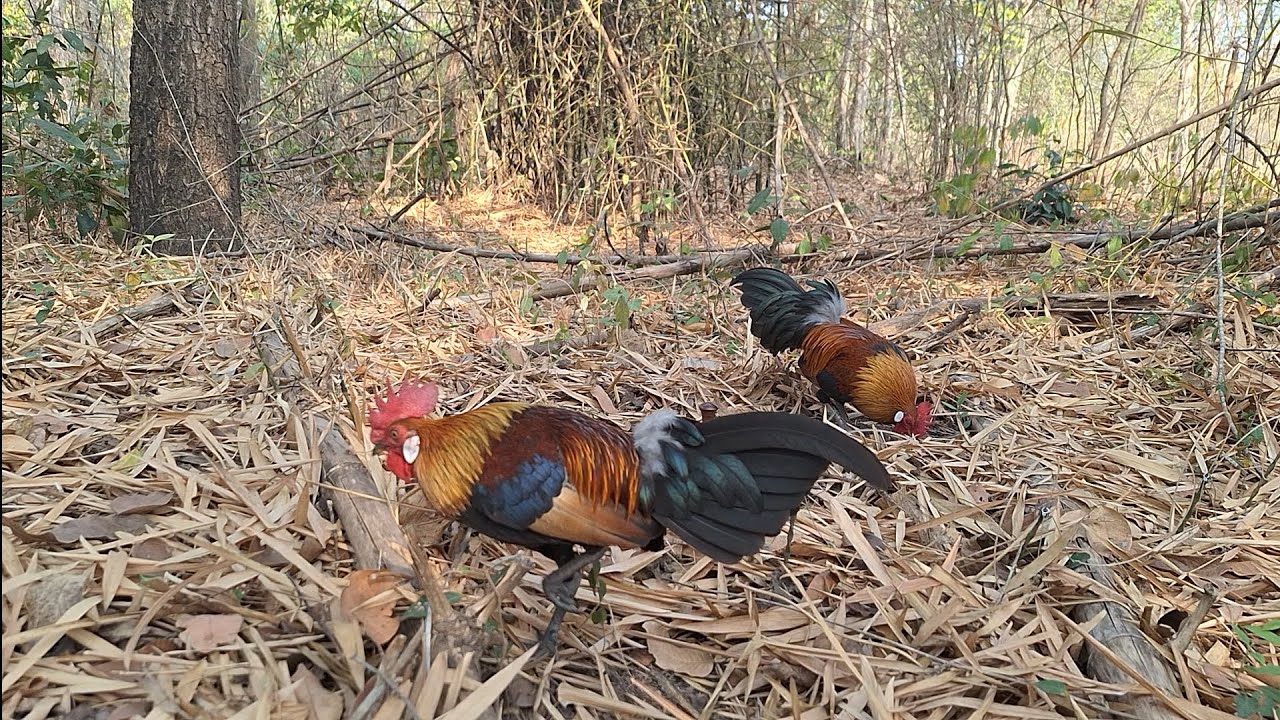 สารคดีไก่ต่อ ep.13