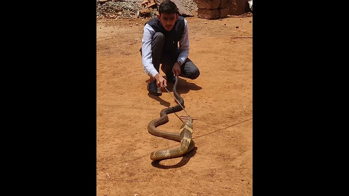 #King #cobra #rescue venomous snake catcher maaz sayed sirsi