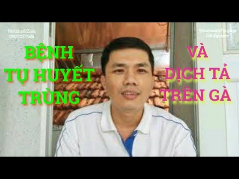 Video Bệnh Dịch Tả và Tụ Huyết Trùng Trên Gà - Trả Lời Hỏi... - youtube