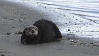 California Sea Otter Sleeping on Beach