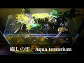 雫】水の落ちる癒しのアクアテラリウムを作ってみた【apuaterrarium
