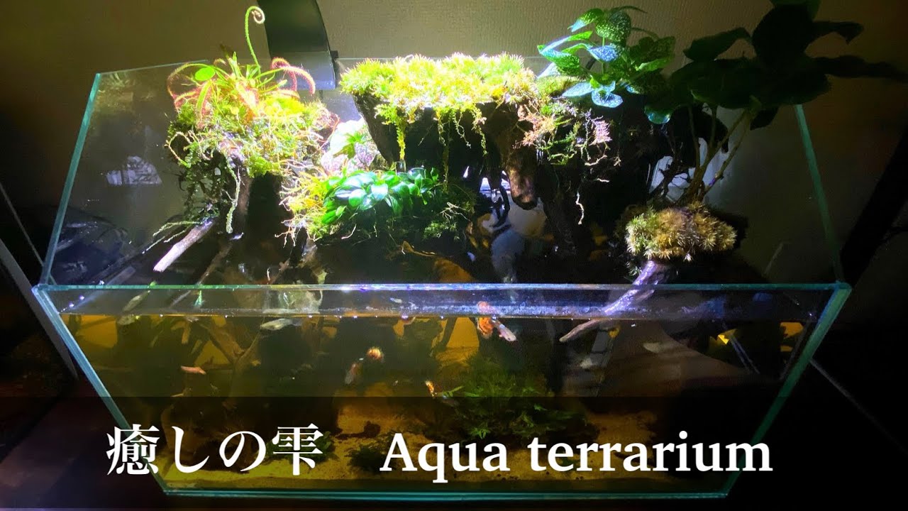 【受注生産】水が滴る渓谷のアクアテラリウム 雫】水の落ちる癒しのアクアテラリウムを作ってみた【apuaterrarium