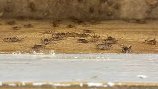 Countless crickets cause chaos in county commissioners’ chamber