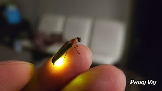 Full Fire Fly - Lightning Bug - #shorts #reels #bug #insect #beetle #firefly #lightningbug #flies News
