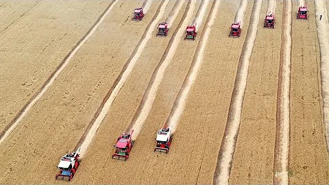 Harvest Season: Farmers reap wheat crops as summer harvesting season begins in China - DayDayNews