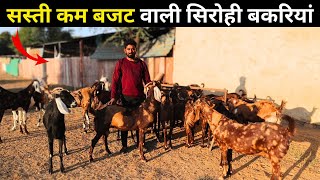 सस्ती कम बजट वाली सिरोही और गुजरी बकरियां | Sirohi and Gujri goats available| HARISH YADAV