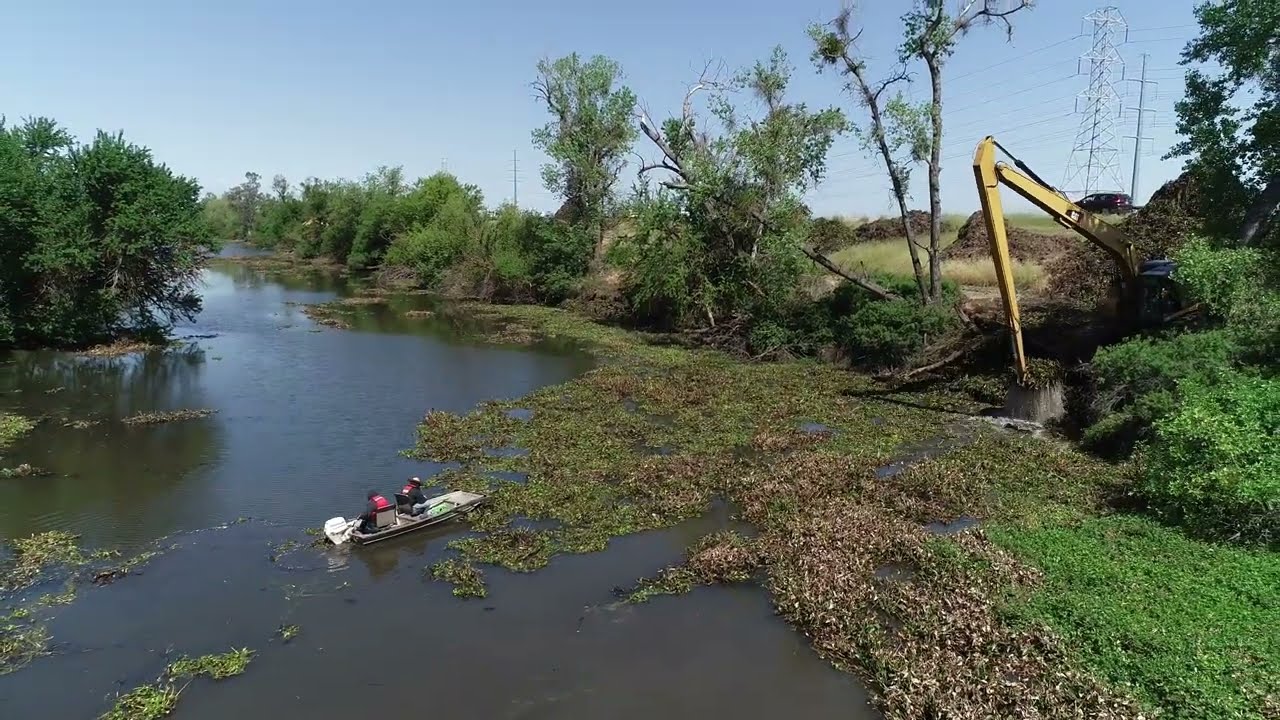 Clearing the corridor for Salmon Migration in the Sutter Bypass