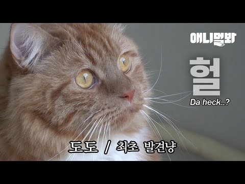&amp;<strong>quot</strong>;우리집에 박쥐가 잔다&amp;<strong>quot</strong>; 어느 고영희의 제보ㅋㅋㅣA Bat Lives In My <strong>House</strong> lol