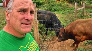Bull Butting, Pig Progress, and Big Decisions