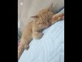 омагат кит #cat #phonkagressive #music #фонкдлябега #memes