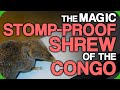 The Magic Stomp-Proof Shrew of the Congo (Characters We Didn't Know Were So Strong)