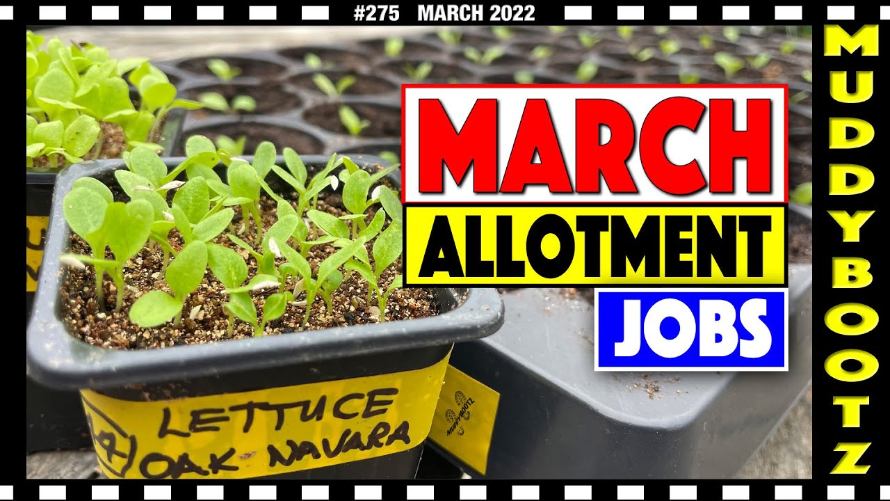 🌻275 🌻 ALLOTMENT JOBS FOR MARCH 🌻 PREPARING A STRAWBERRY BED 🌻