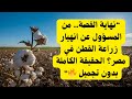 انهيار منظومة القطن أرقام وحقائق مرعبة