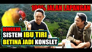 LOVEBIRD MAHARANI STEPMOTHER SYSTEM IS THE SOLUTION / Mr. Verry Satrio Jogja