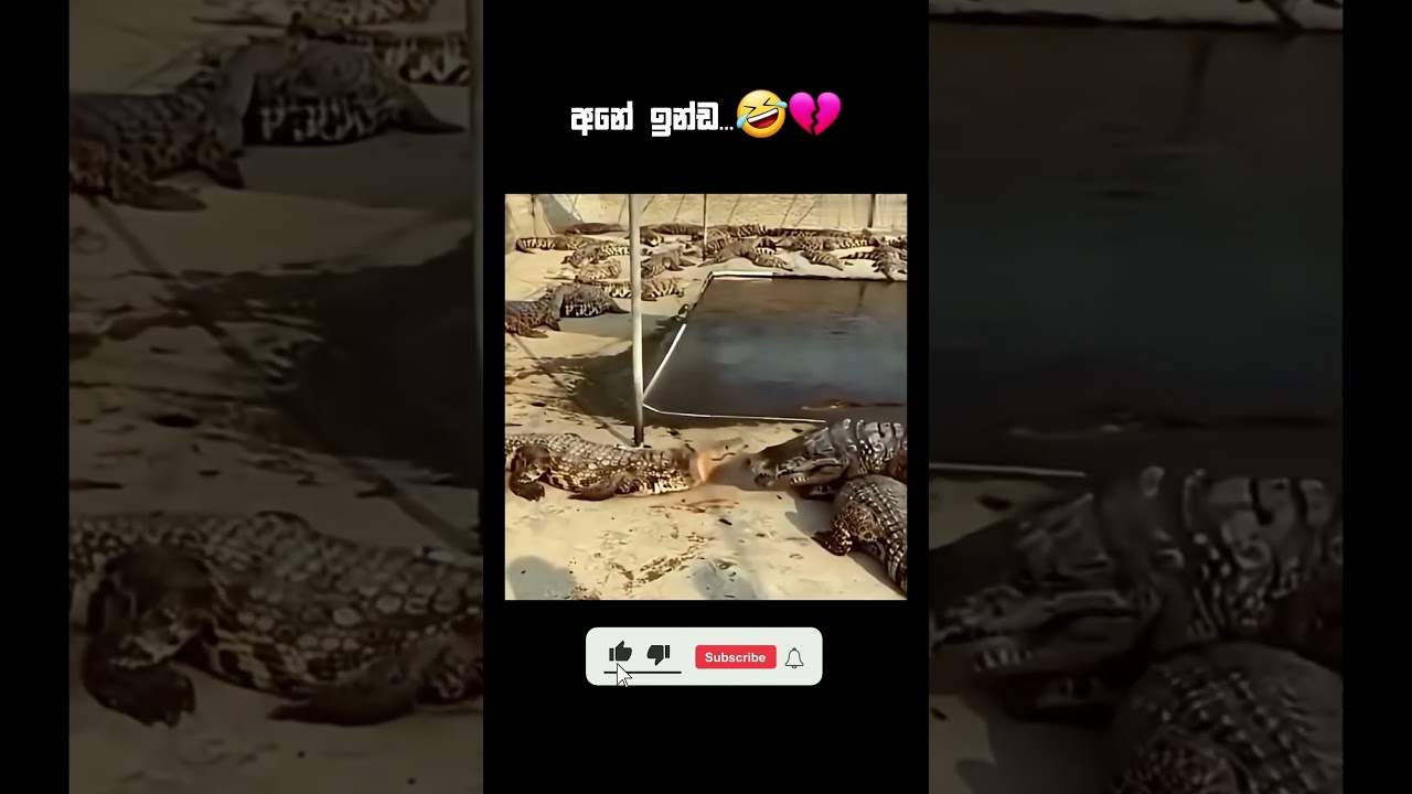 Funny videos 😂 #funny #memes #react #trynottolaugh