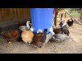 The EASIEST WAY to Feed Chickens and Ducks!