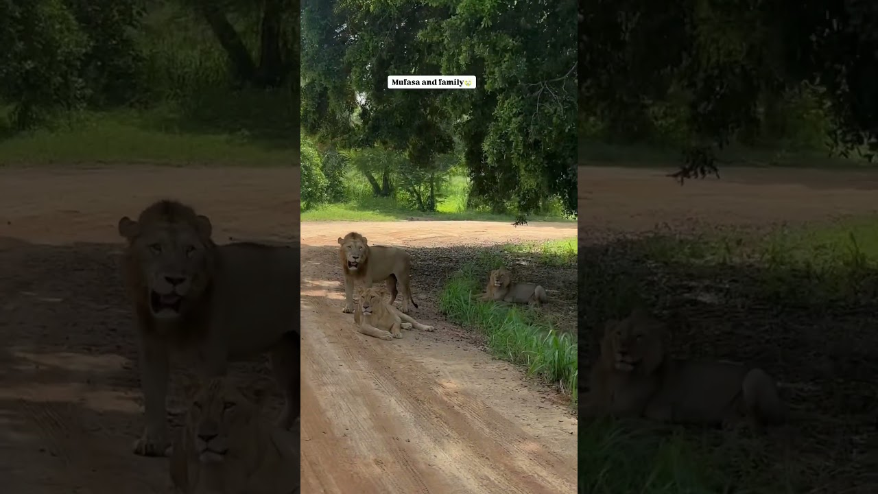 Udawalawe national park safari 