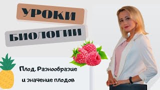 Плод.  Разнообразие и значение плодов