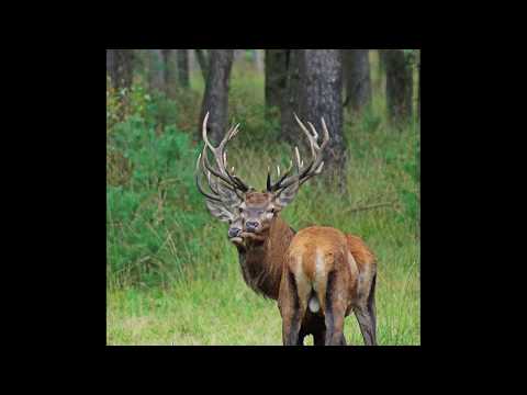 ~ Veluwe ~