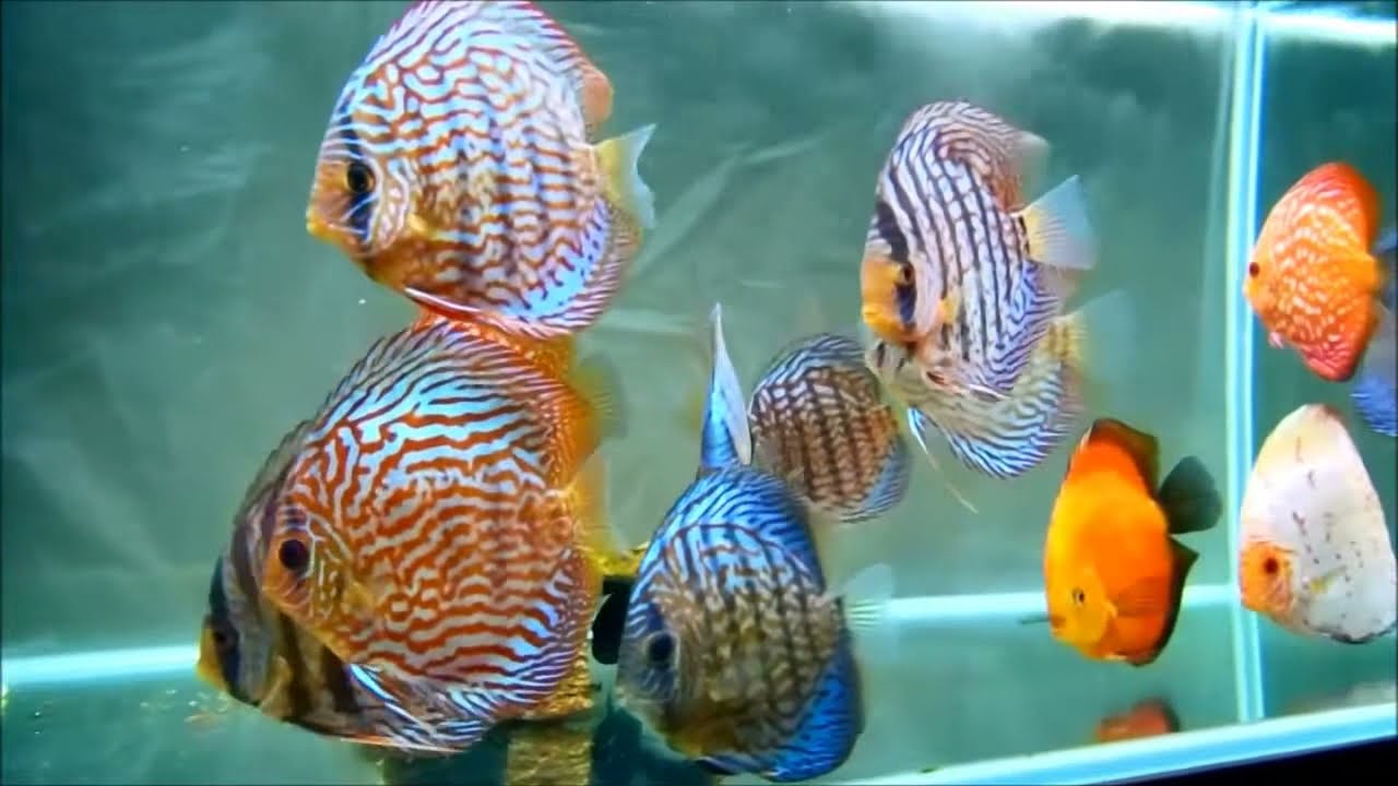 90cm Tank ディスカス水槽 Discus Aquarium Youtube