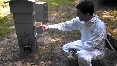Warre Hive: Adding a hive box - 1 of 3