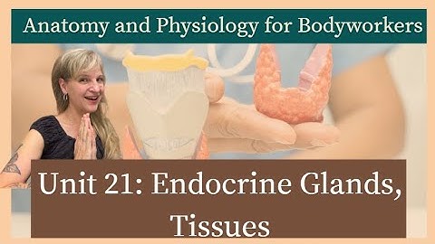 A & P Unit 21: Endocrine Glands and Tissues | MBLEx Prep