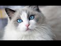 Beautiful Cats | Cat Sounds For Cat Attraction