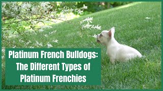 Platinum French Bulldogs: The Different Types of Platinum Frenchies