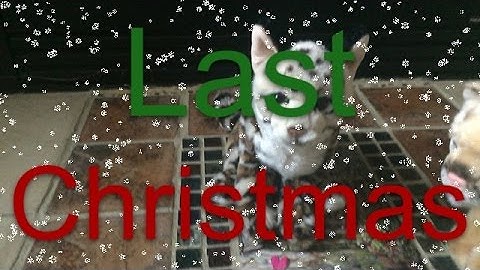 "Last Christmas" Webkinz mep part 8 for FoxyKinz :3