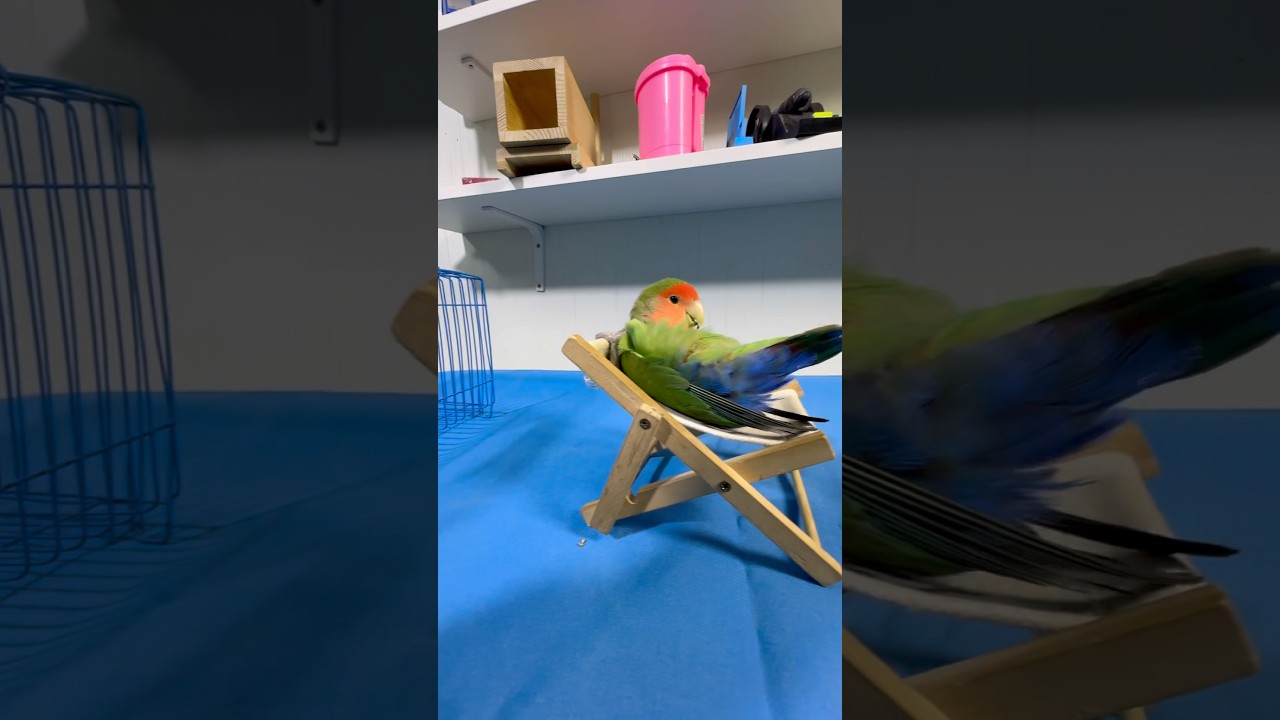 Bird Training:smart lovebird parrot l smart little cute parrot  