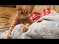 16 01 14 Bex Arabian Mau Cat の動画、YouTube動画。