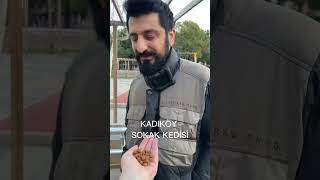 SEMTLERE GÖRE KEDİLER