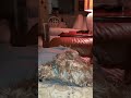 Sammie sleeping