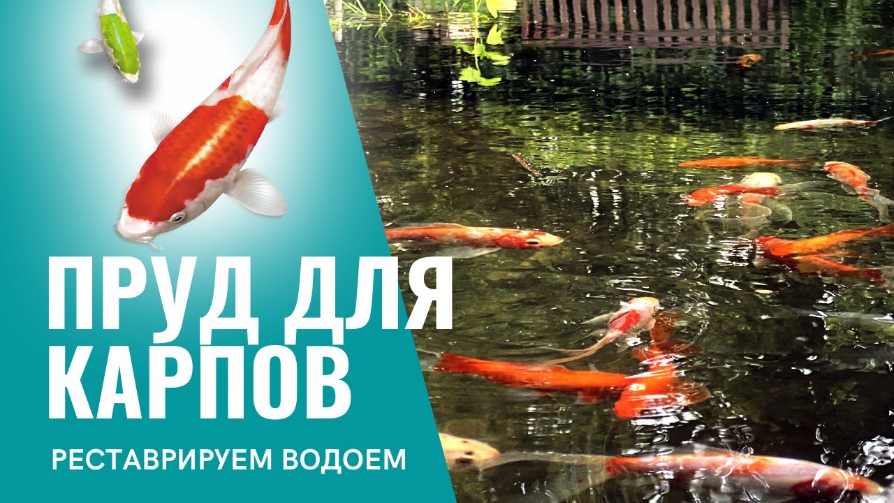 Пруд для карпов Реставрируем водоем