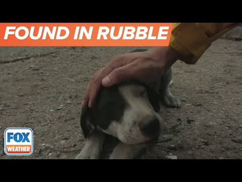 Watch: Photographer Rescues