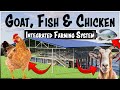 Integrated goat chicken and fish farming  modern farm design