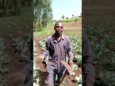 HOW IS AFRICAN MAN WODEMAYA Shorts Viral