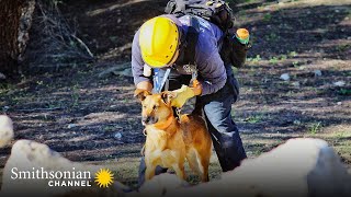 This Dog Specializes in Very Dangerous SearchandRescue Ops ‍ Smithsonian Channel