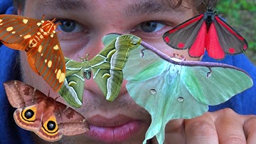 My Pets: Butterflies and Moths compilation (Bart Coppens) - Amazing Insects