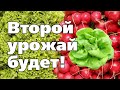 ЧТО ПОСЕЯТЬ В АВГУСТЕ, ЧТОБЫ СОБРАТЬ УРОЖАЙ.  Культуры и сорта