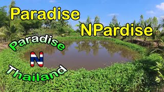 ParadiseNParadise