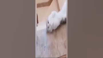 Random memes i found on TikTok pt. 11 day 1 uploading memes  #memescompilation  #trending