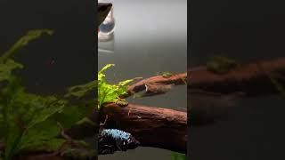 Amano Shrimp King