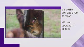 Stanly County K9 missing