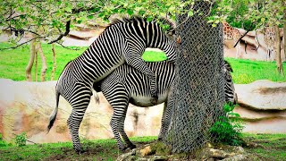 ZEBRA MATING: A phenomenon that's going viral on YouTube.