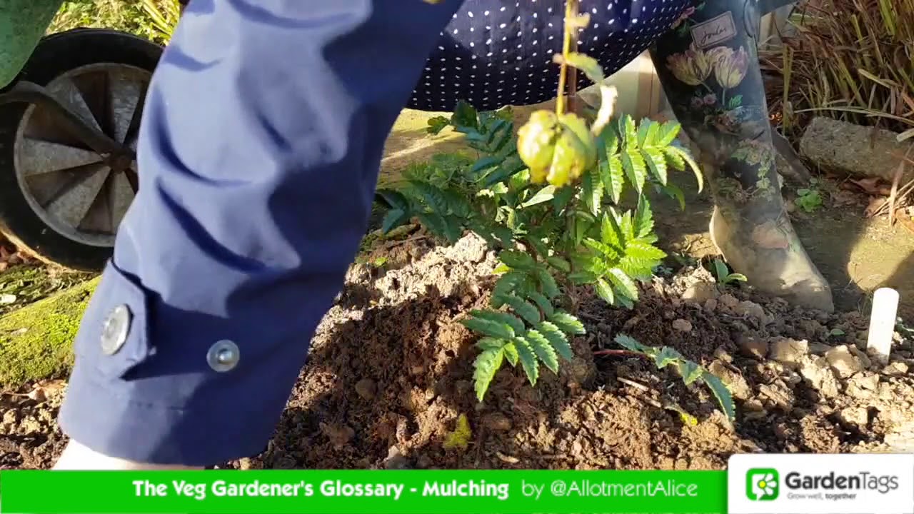 How to mulch - The Veg Gardener's Glossary - YouTube