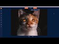 Animating your cat image in photovibrance
