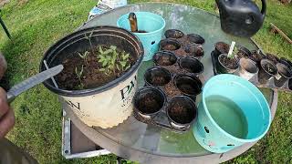 SEPARATE THE EARLY GIRLS IN A CROWDED SPROUT POT  BEST WAY TO AVOID SHOCK #tomato #garden