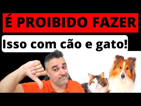 Vídeo: Os 10 itens mais comuns que os cães engasgam